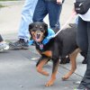dog walk 2013-5073